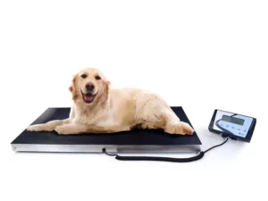 BALANCE IDEAL POUR PESER DES ANIMAUX VIVANTS ET DES COLIS NEXA INDUSTRIES CAMEROUN