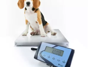 BALANCE IDEAL POUR PESER DES ANIMAUX VIVANTS ET DES COLIS NEXA INDUSTRIES CAMEROUN