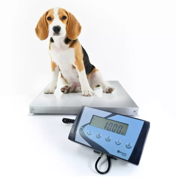 BALANCE IDEAL POUR PESER DES ANIMAUX VIVANTS ET DES COLIS NEXA INDUSTRIES CAMEROUN